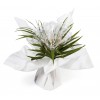 Bouquet bulle 7 tiges - collection uni Blanc